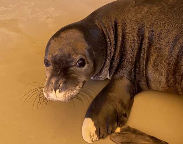 Hawaiian monk seal WQ08
