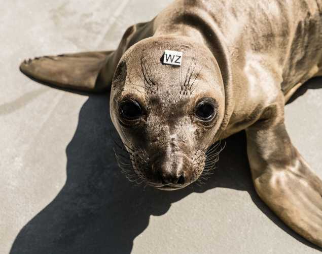 elephant seal Hercules