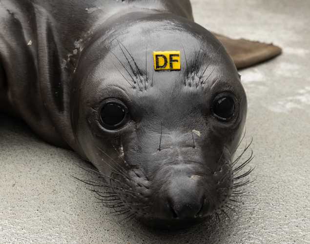 northern elephant seal Souffle