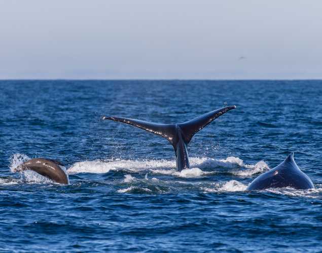 humpback whales and California sea lions feeding together