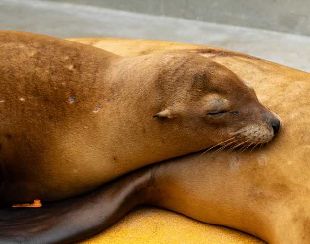 musty california sea lion