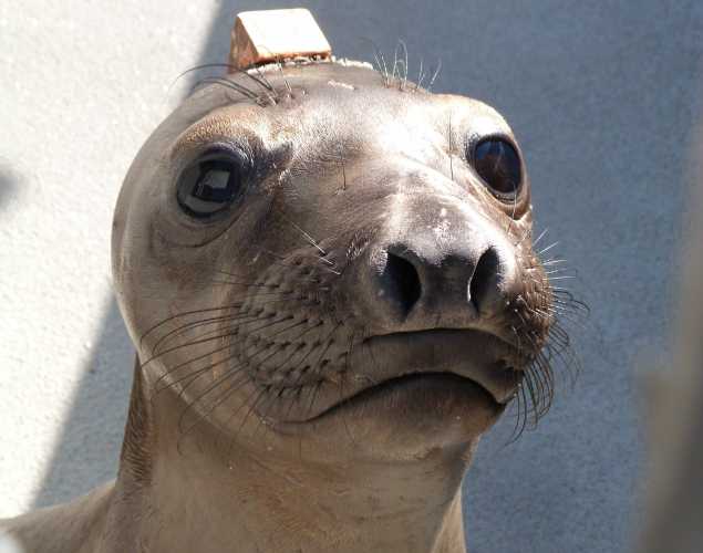 northern elephant seal Hazel