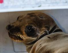 California sea lion Miggy