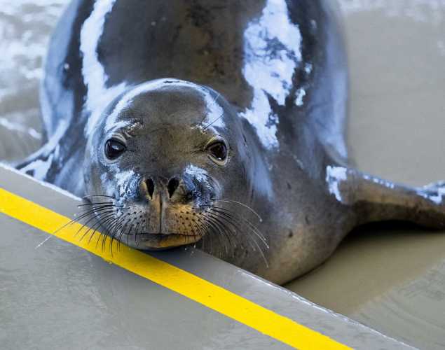Hawaiian monk seal RK58