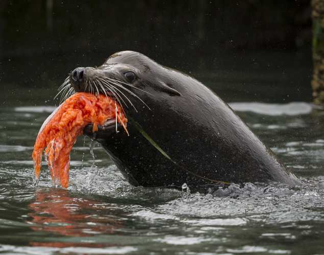 California sea lion eating salmon