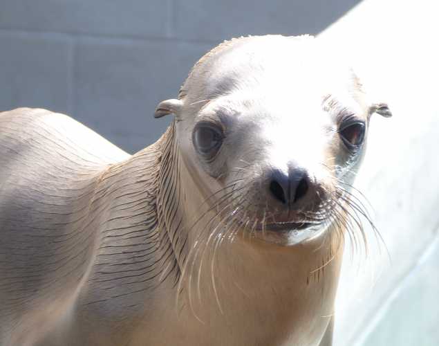 California sea lion Splish