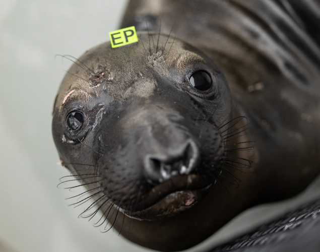 northern elephant seal Stephson