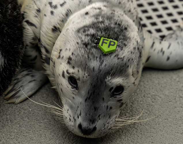 harbor seal Pingpong