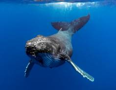 humpback whale underwater