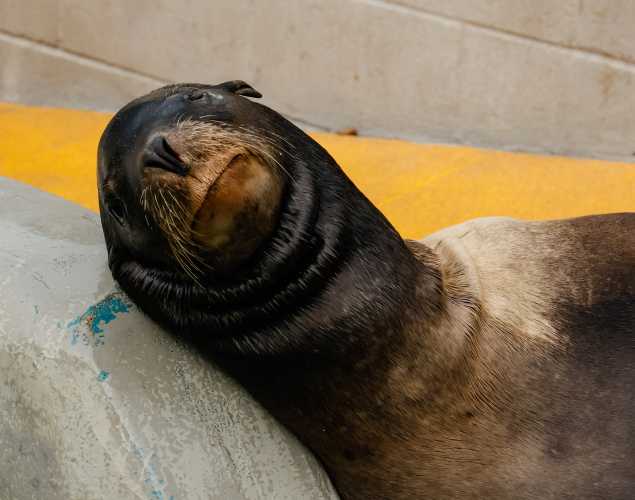 California sea lion Pocus