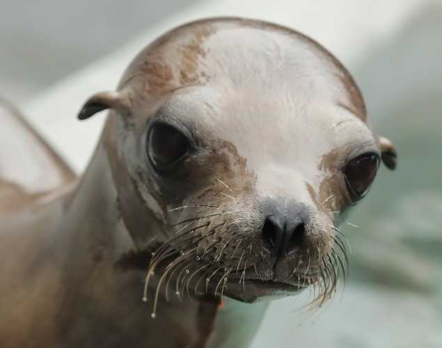 California sea lion Cradle