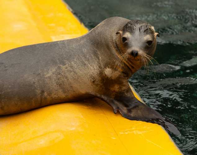 California sea lion