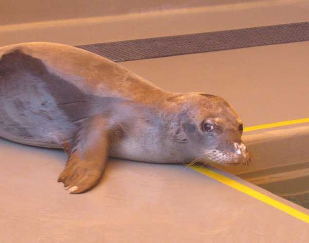 Hawaiian monk seal RK58