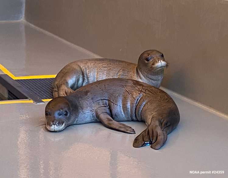 Two Hawaiian monk seal pups rest near a rehabilitation pool.