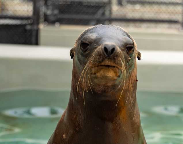 California sea lion Blufftop