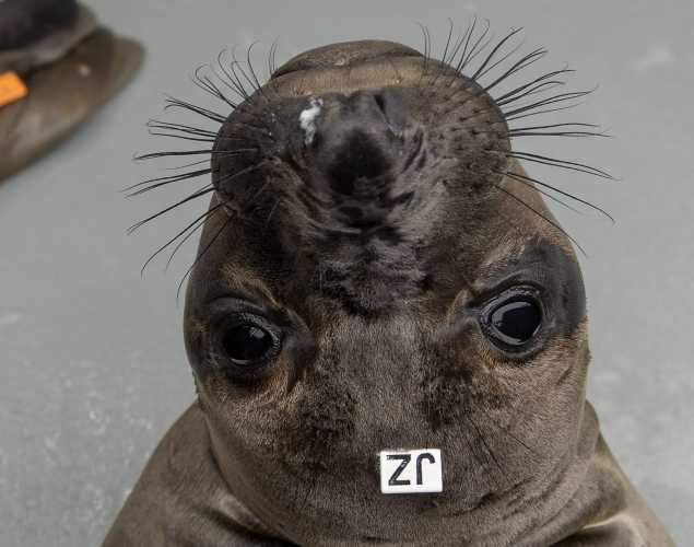 northern elephant seal Slamdunk