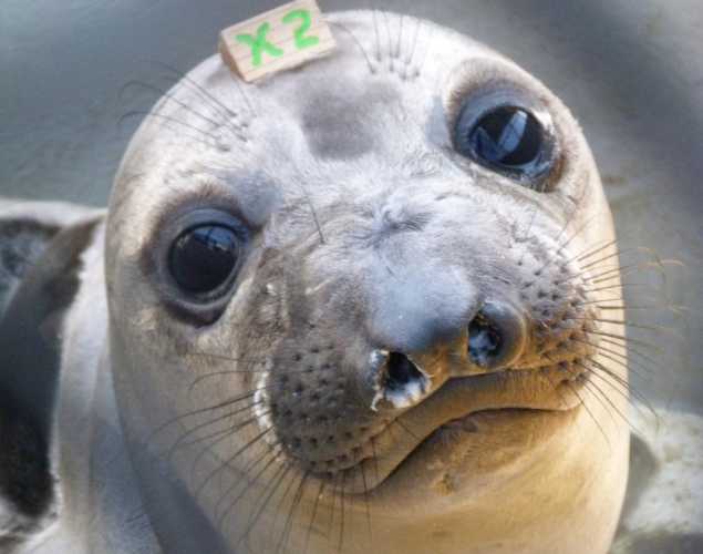 northern elephant seal Sunsetpie