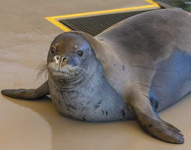 Hawaiian monk seal Mea Ola