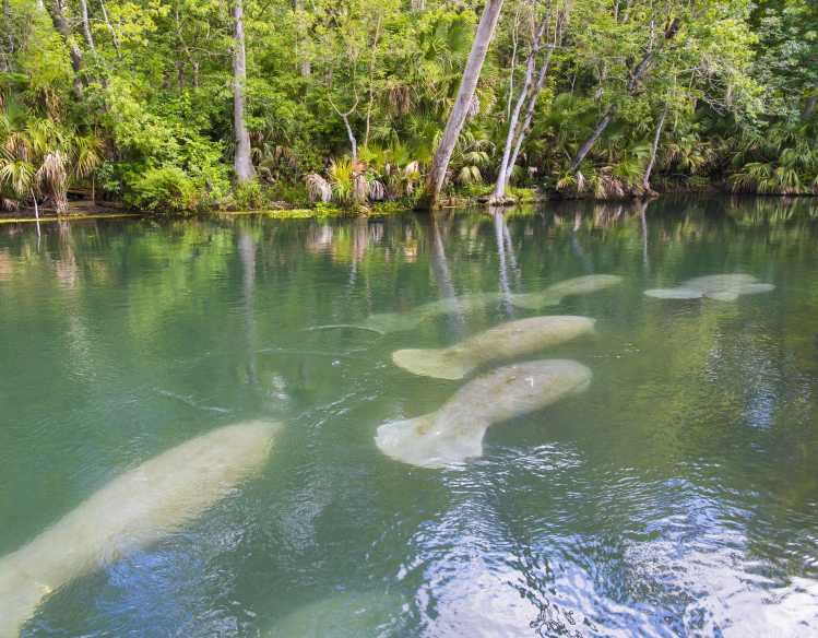 group of manatees swimming in jungle environment