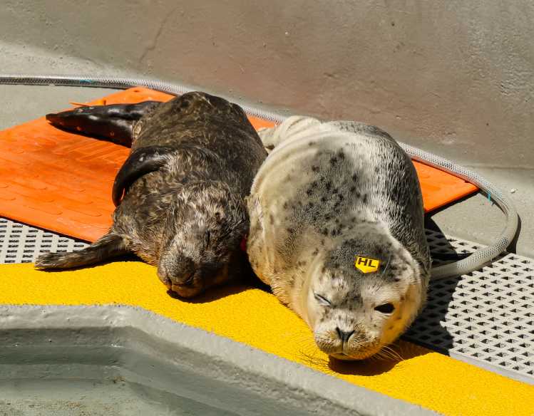 Two young seal pups rest on an orange heating pad during rehabilitative care.