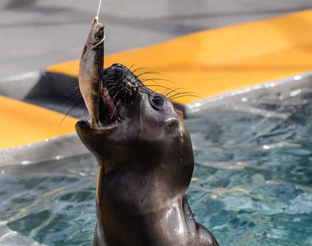 northern elephant seal Pail