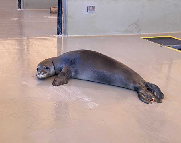 Hawaiian monk seal