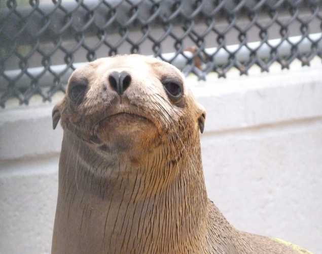 California sea lion Martej
