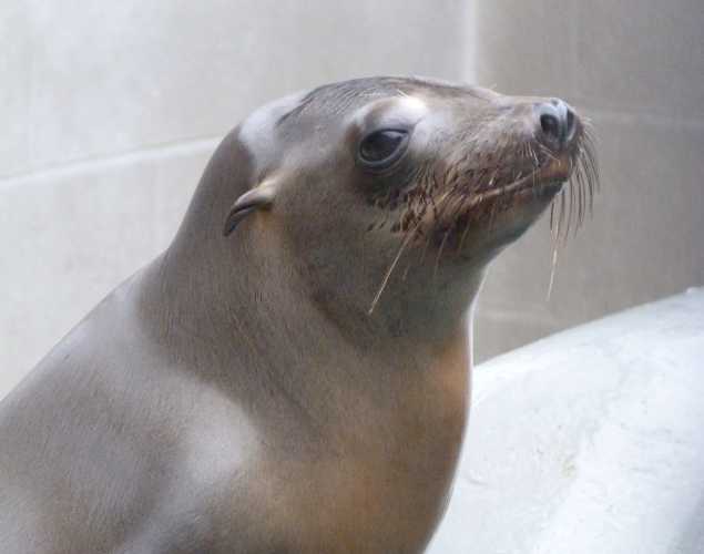 California sea lion Trilobite