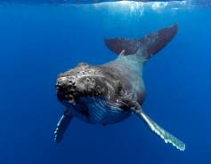 humpback whale swimming underwater