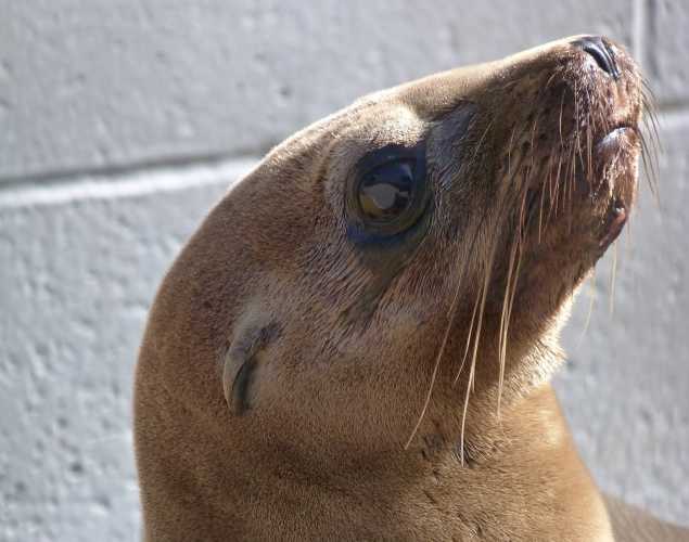 California sea lion Boomerang