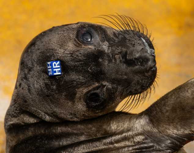 northern elephant seal pup jendala