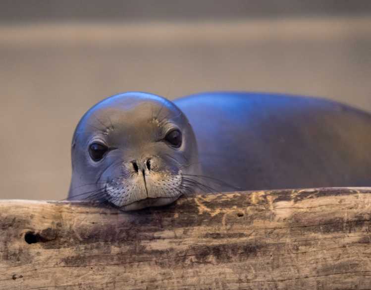 An endangered Hawaiian monk seal rests its head on a wood log.