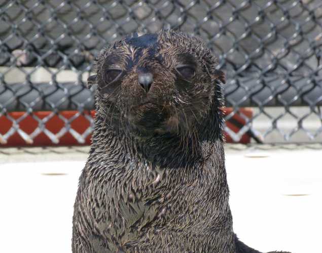 Guadalupe fur seal Lafleur
