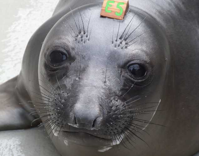 northern elephant seal Asten