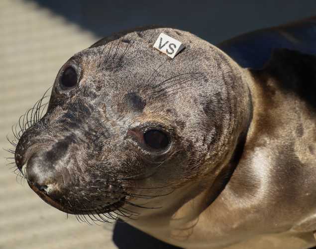elephant seal Spinach