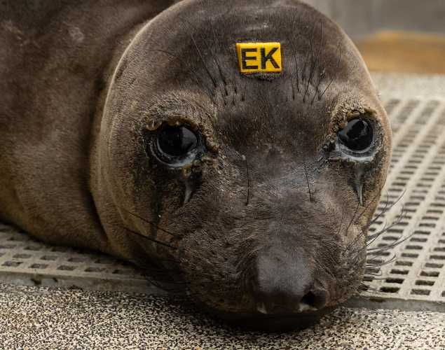 northern elephant seal Ebrake