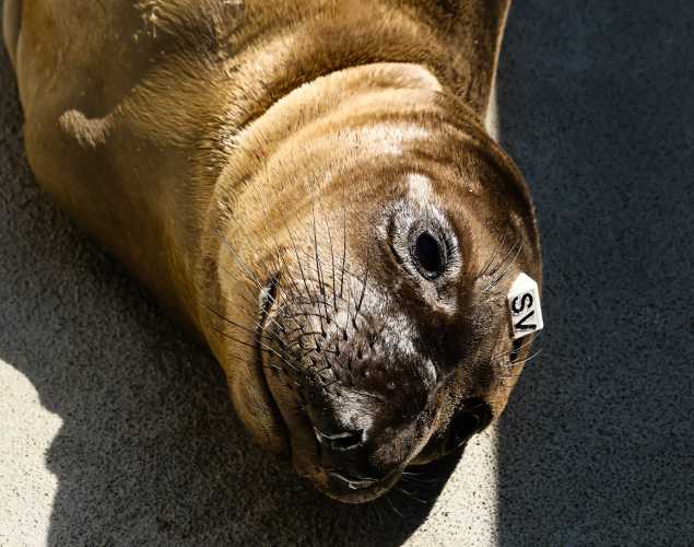 northern elephant seal Redtail