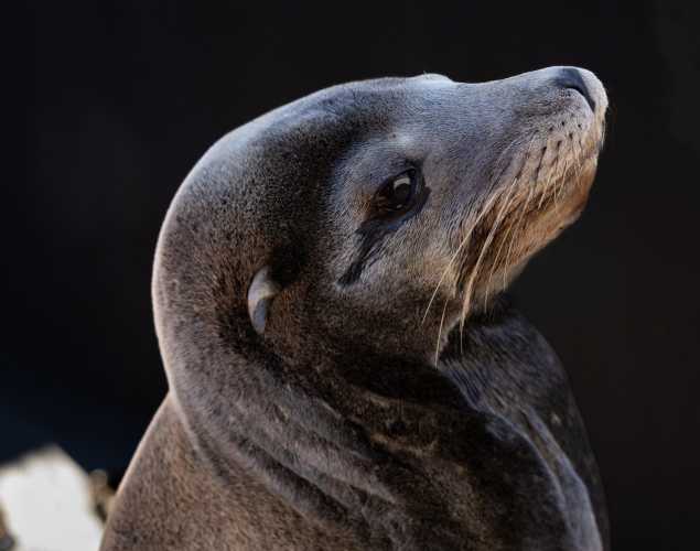 California sea lion named Lovebug