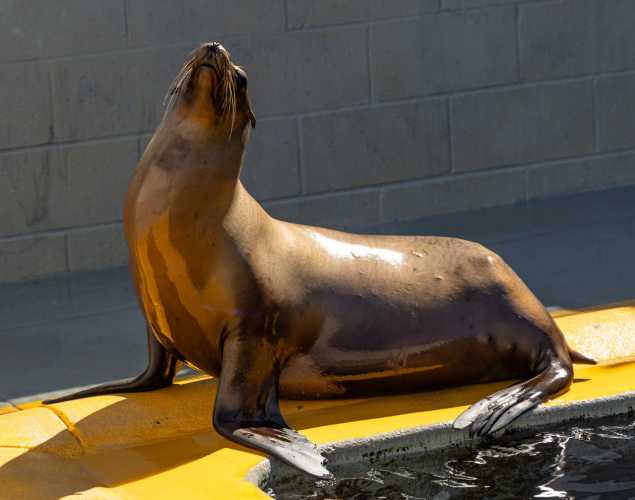 california sea lion figgy