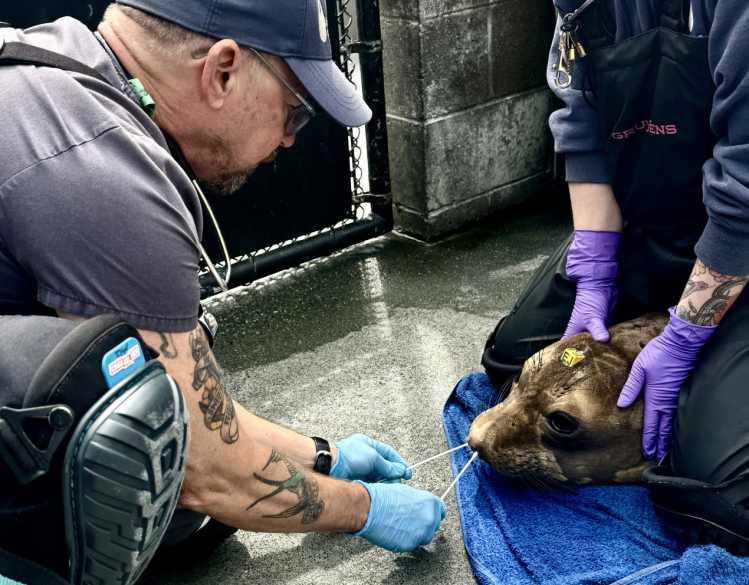 A veterinarian collects nasal swab samples from an elephant seal.
