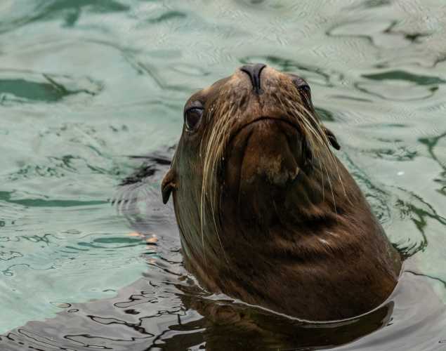 California sea lion