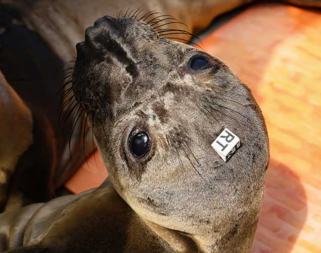 northern elephant seal Rooster