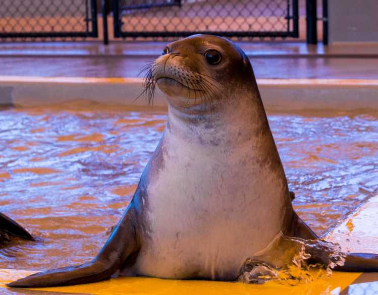 A Hawaiian monk seal pup swim out of a rehabilitation pool.