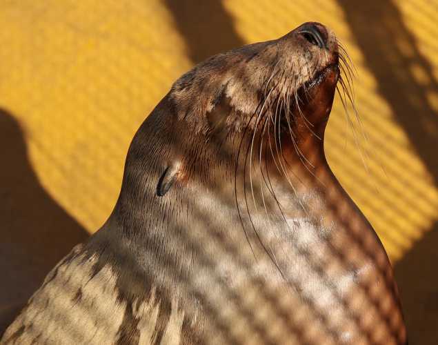 California sea lion Doris