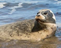 A Pacific harbor seal moves into the ocean.