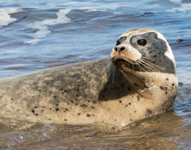 A Pacific harbor seal moves into the ocean.