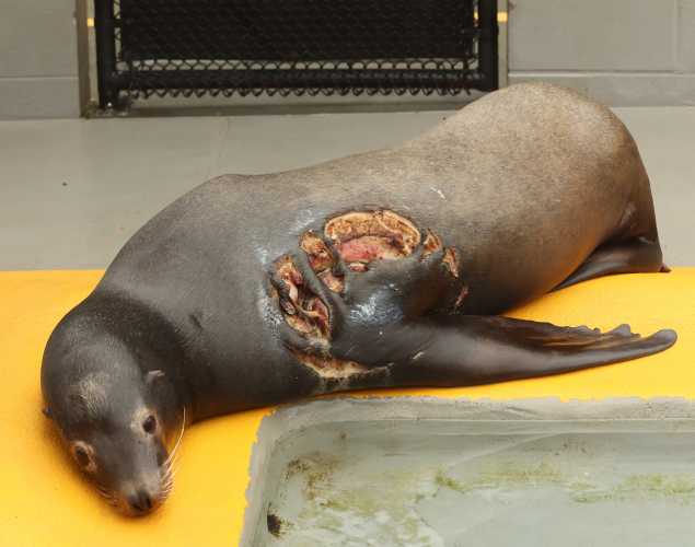 California sea lion Jenya