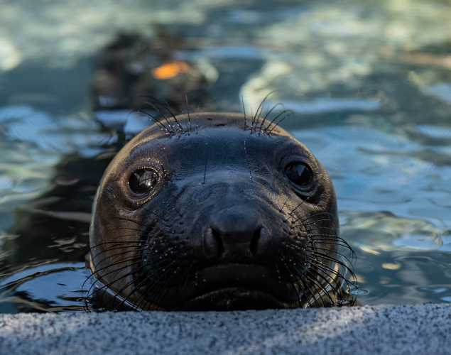 northern elephant seal Tot