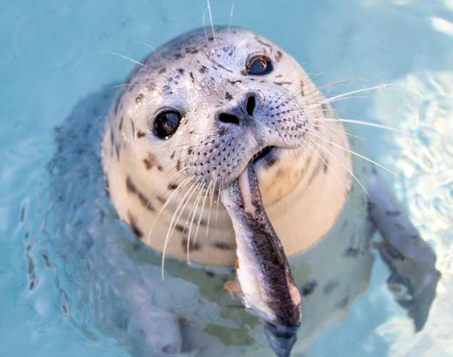 marine mammal center calendar calendar cover winner