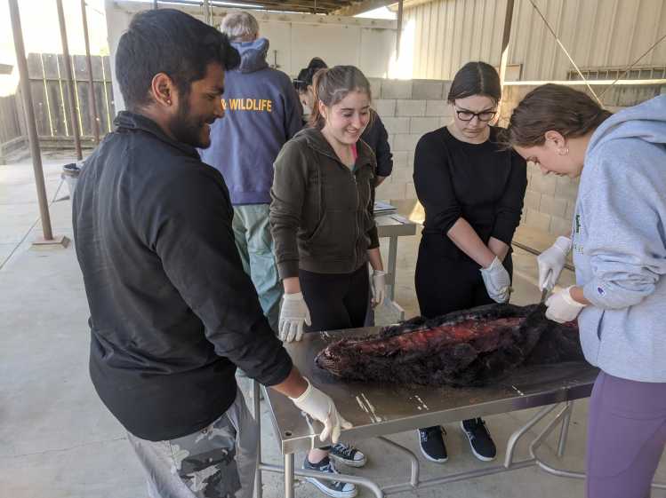 Three students in a veterinary laboratory conduct a necropsy or postmortem study on a sea otter.